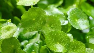 Centella Asiatica (Cica): Aliatul Pielii Tale Sensibile