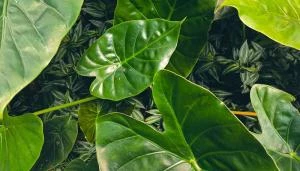 Produse cu Extract de Heartleaf pentru Îngrijirea Pielii