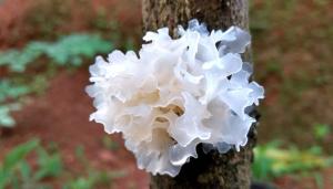 Tremella fuciformis – Secretul natural pentru o piele hidratată și luminoasă