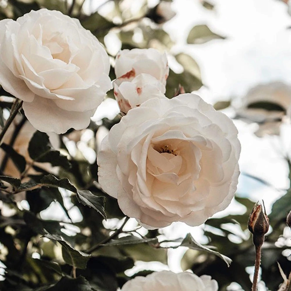 Skybottle White Rain Sapun Lichid Parfumat pentru maini Travel Size - Curatare delicata si hidratare intensa cu glicerina si unt de shea, 30 ml